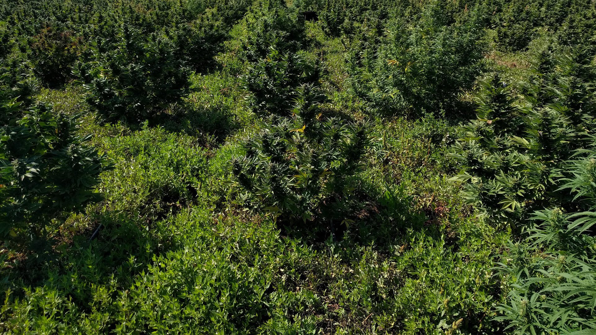 Hemp Rescue Full Spectrum vs Isolate